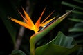 colorful flower bird of paradise in green jungles close up Royalty Free Stock Photo