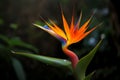 colorful flower bird of paradise in green jungles close up Royalty Free Stock Photo