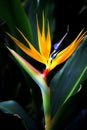 colorful flower bird of paradise in green jungles close up Royalty Free Stock Photo