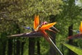 Colorful flower Bird of paradise - Strelitzia Reginae Royalty Free Stock Photo