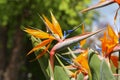 Colorful flower Bird of paradise - Strelitzia Reginae Royalty Free Stock Photo