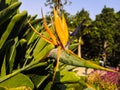 Colorful flower Bird of paradise Strelitzia Reginae blossom in  garden. Royalty Free Stock Photo