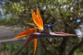 Colorful flower Bird of paradise - Strelitzia Reginae Royalty Free Stock Photo