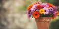 Colorful Flower Bouquet in Terracotta Pot Royalty Free Stock Photo