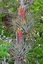 Colorful flower of bromeliad - Tillandsia fasciculata - in Everglades.
