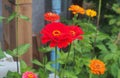 Colorful flower buds. In the garden bloom zinnias. Floriculture Royalty Free Stock Photo