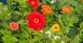 Colorful flower buds. In the garden bloom zinnias. Floriculture Royalty Free Stock Photo