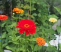 Colorful flower buds. In the garden bloom zinnias. Floriculture Royalty Free Stock Photo