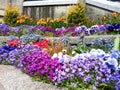 Colorful flower bush in outdoor botany garden natural park. beauty tulip flora bud and blooming . fresh violet blue red and yellow Royalty Free Stock Photo