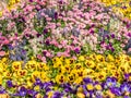 Colorful Flower carpet in spring Royalty Free Stock Photo