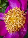 Close up of a colorful flower - Common Peoney