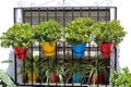 Colorful flower display at the charming Spanish village of Frigiliana, Andalusia