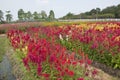 Colorful flower farm