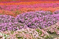 Colorful flower field Royalty Free Stock Photo