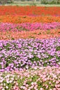 Colorful flower field Royalty Free Stock Photo