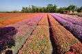 Colorful flower field Royalty Free Stock Photo