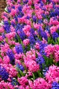 Colorful flower field with Blue and Pink flower mix Royalty Free Stock Photo