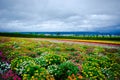 Colorful Flower field