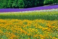Colorful flower field, Hokkaido, Japan Royalty Free Stock Photo