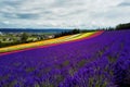 Colorful flower field, Hokkaido, Japan Royalty Free Stock Photo