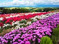 Colorful flower field, Hokkaido, Japan