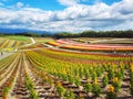 Colorful flower field, Hokkaido, Japan Royalty Free Stock Photo