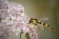 Colorful flower fly macro Royalty Free Stock Photo