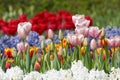 Colorful flower garden Royalty Free Stock Photo