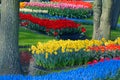 Colorful flower garden Royalty Free Stock Photo