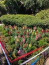 Colorful flower garden with American flag Royalty Free Stock Photo