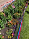 Colorful flower garden with American flag Royalty Free Stock Photo