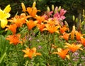 Colorful Flower Garden with Daylilies