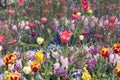 Colorful flower garden in spri Royalty Free Stock Photo