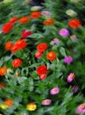 Colorful Flower Garden Twirl Motion Blur Royalty Free Stock Photo