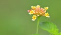 Natural green background with flowers and leaves