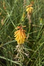 Yellow and orange flower of Kniphofia plant