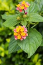 Colorful flower of Lantana, montevidensis, verbena, Common Lantana.