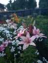 Colorful flower lilies