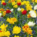 Colorful flower meadow