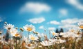 Colorful flower meadow with daisy flowers on blue sky background.wild flower blooming field of cornflowers and daisies flowers, Royalty Free Stock Photo