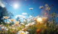 Colorful flower meadow with daisy flowers on blue sky background.wild flower blooming field of cornflowers and daisies flowers, Royalty Free Stock Photo