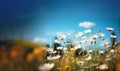 Colorful flower meadow with daisy flowers on blue sky background.wild flower blooming field of cornflowers and daisies flowers, Royalty Free Stock Photo