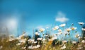 Colorful flower meadow with daisy flowers on blue sky background.wild flower blooming field of cornflowers and daisies flowers, Royalty Free Stock Photo