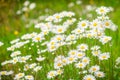 Blooming Flower Meadow - Sea of Daisies