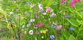 Colorful flower meadow with fieldflowers Royalty Free Stock Photo
