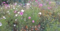 Colorful flower meadow with fieldflowers