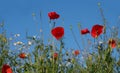 Colorful flower meadow in summer against a blue sky. The red poppies and camomile are blooming between tall grass Royalty Free Stock Photo