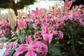 Colorful flowers. Pink Asiatic lily flower.