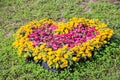 Colorful flower pink yellow zinnia violacea blooming in heart shape patterns decorative in green grass garden outdoor background Royalty Free Stock Photo