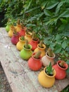 Colorful flower pots containing cacti succulent plants in a garden in Lefka, Cyprus.